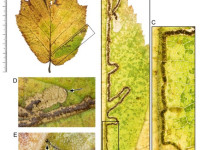 Stigmella floslactella - On Hazel - 24th Nov 2025 - Long Clough, Glossop - Christian Heintzen