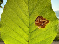 Stigmella hemargyrella - 30th Sept 2025 - Staunton Harold Reservoir -Tony Davison