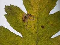 Stigmella-hybnerella-Andrew-John-Shervill-