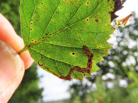 Stigmella-lapponica - Dave Evans