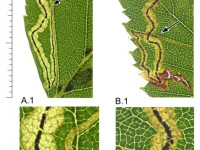 Stigmella lapponica - 28th Aug 2025 - Glossop, Gnat Hole - Christian Heintzen - On Birch