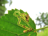 Stigmella-lapponica - Dave Evans