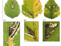 Stigmella luteella - 25th Oct 2025 - Glossop - Christian Heintzen - on Birch (Betula)