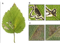 Stigmella luteella - 17th Oct 2025 - Glossop, Gnat Hole - Christian Heintzen -  on Birch (Betula)
