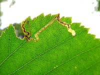 Stigmella-luteella - Dave Evans