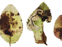 Stigmella myrtillella - 10th Oct 2025 - Longdendale - Christian Heintzen
