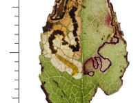 Stigmella myrtillella - 12th Sept 2025 - Longdendale - Christian Heintzen - on Bilberry