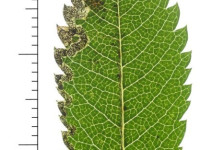 Stigmella nylandriella - 6th Sept 2025 - Glossop Long Clough - Christian Heintzen
