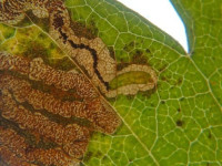 Stigmella oxyacanthella - 29th October 2025 - mine on Crataegus (Hawthorn) at Sunnydale LNR . Identified on British Leafminers FB - Rob Edmunds.