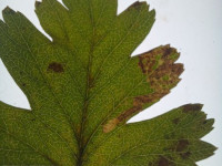 Stigmella-oxyacanthella-Andrew-John-Shervill