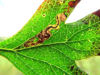 Stigmella perpygmaeella – Least Hawthorn Dot - Dave Evans