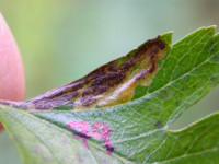 Stigmella perpygmaeella - 16th October 2009 - Rose End Meadows - Steve Orridge