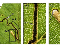 Stigmella sakhalinella - 28th Aug 2025 - Glossop, Gnat Hole - Christian Heintzen - On Birch