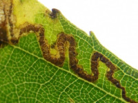 Stigmella sakhalinella - 6th Nov 2021 -Hemington - Sue Timms