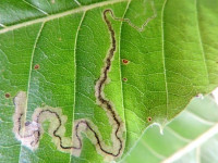 Stigmella samiatella – Chestnut Pigmy - Leaf Mine - Dave Evans