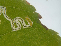 Stigmella-tiliae-Andrew-John-Shervill-