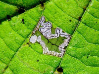 Stigmella-tiliae-Dave-Evans