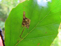 Stigmella tityrella - on Beech - Wyver Lane, Belper - Leaf Mine - Dave Evans