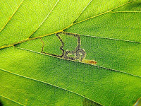 Stigmella tityrella - on Beech - Wyver Lane, Belper - Leaf Mine - Dave Evans