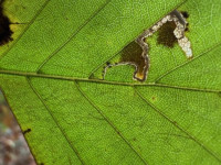 Stigmella tityrella - 25th Oct 2025 - Staunton Harold Reservoir - Tony Davison