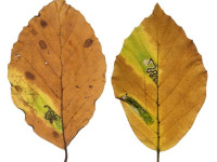 Stigmella tityrella - On beech - 4th Nov 2025 - Woodlands Valley, Hagg Farm - Christian Heintzen - on Beech (Fagus sylvatica)