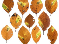 Stigmella tityrella - on Beech - 10th Nov 2025 - Upper Derwent Valley - Christian Heintzen - on Beech (Fagus sylvatica)