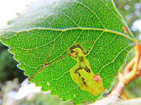 Stigmella trimaculellac- 6th August 2025 - Wyver Lane, Belper - Dave Evans