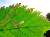 Stigmella ulmivora – Barred Elm Pigmy