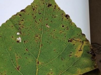 Stigmella trimaculella. on hybrid Poplar - 1st Nov 2025 - Alvaston Park, Derby - Andrew John Shervill