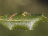 Ectoedemia heringella – Speckled Holme Oak Dot - Will Soar