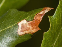 Ectoedemia heringella – Speckled Holme Oak Dot - Will Soar