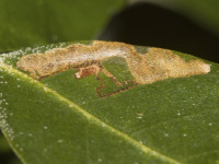 Ectoedemia heringella – Speckled Holme Oak Dot - Will Soar