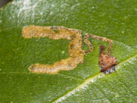 Ectoedemia heringella – Speckled Holme Oak Dot - Will Soar