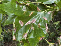 Phyllonorycter platani - Leaf Mine collected on 11th Aug 2025 from Alvaston Park, Derby  - Sam Goddard