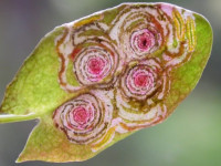 Enteucha acetosae - Sorrel Dot - Ben Smart