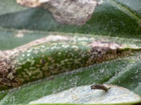 Phyllonorycter platani - Leaf Mine collected on 11th Aug 2025 from Alvaston Park, Derby  - Sam Goddard