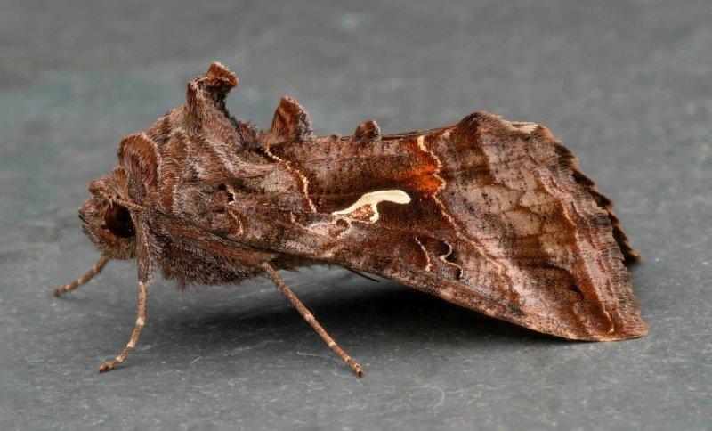 Autographa gamma