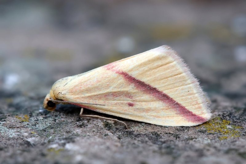 Rhodometra sacraria
