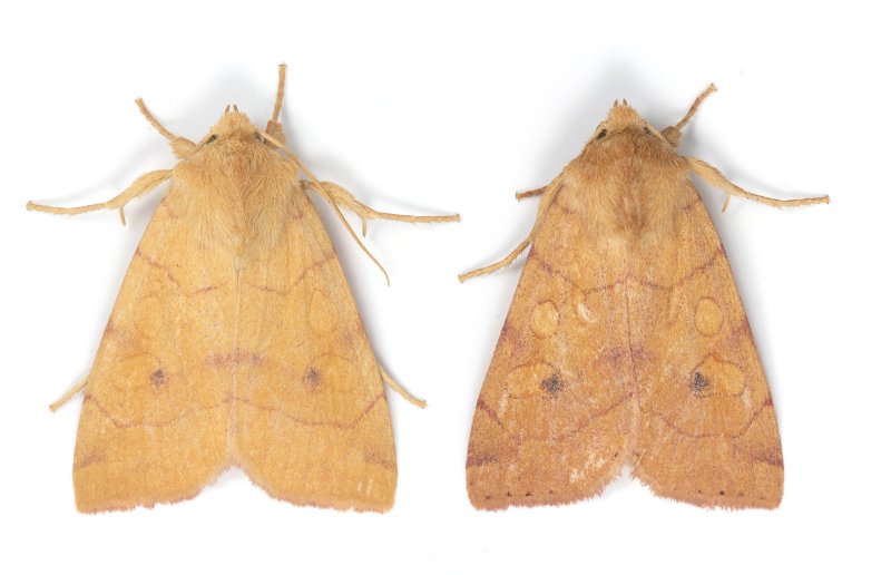 Angle-striped Sallow