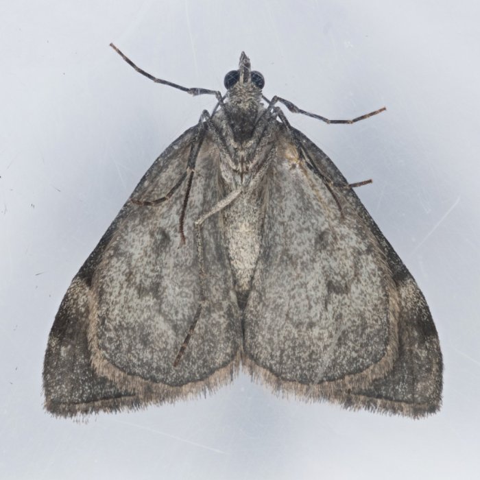 Dysstroma citrata
