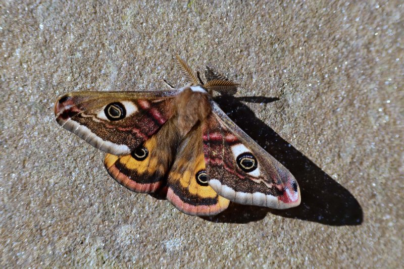 Saturnia pavonia