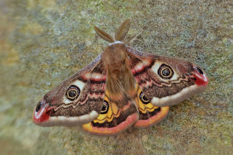 Saturnia pavonia