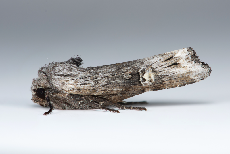 Golden-rod Brindle