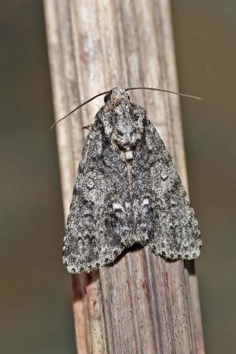 Acronicta rumicis