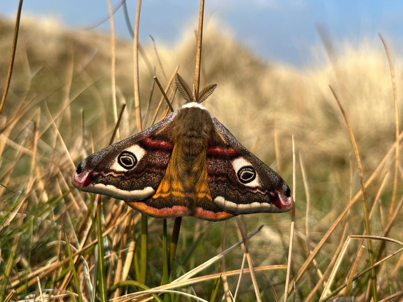 Saturnia pavonia