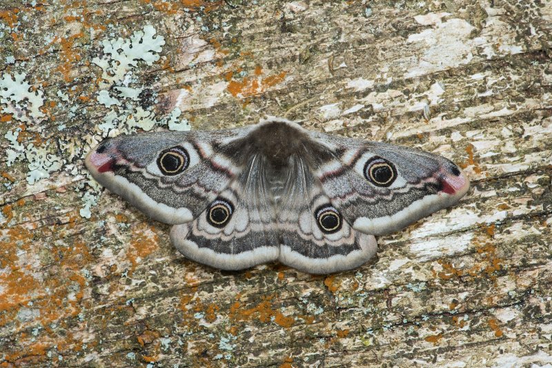 Saturnia pavonia