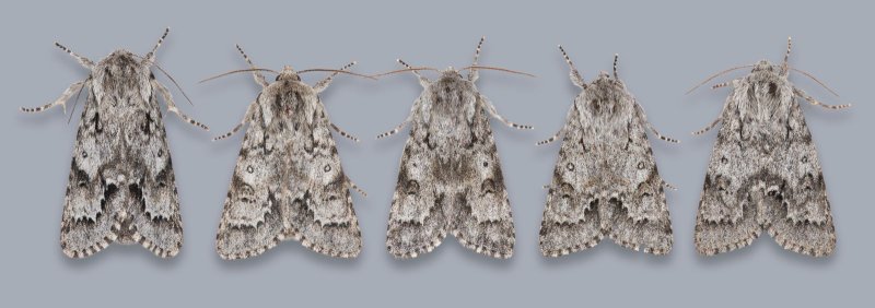 Acronicta menyanthidis
