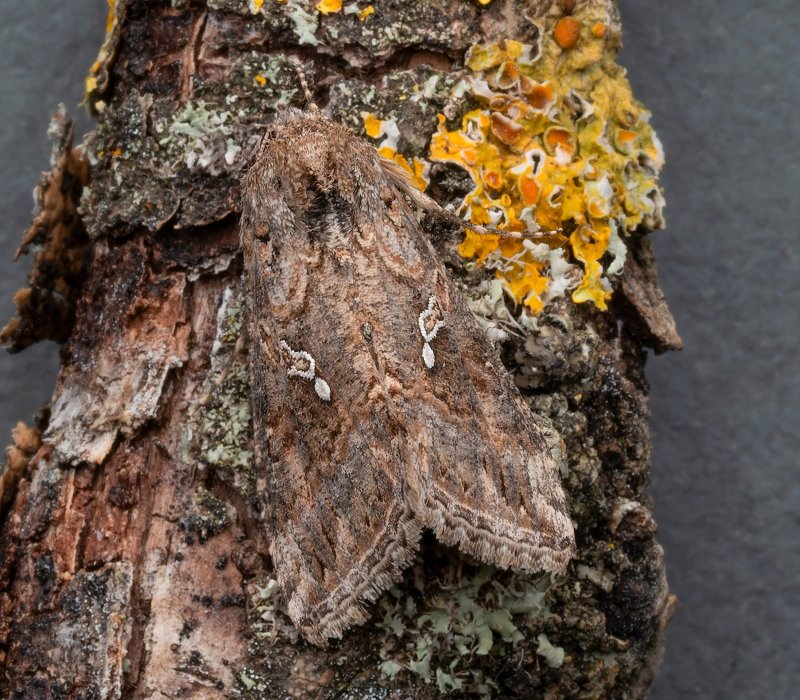 Trichoplusia ni
