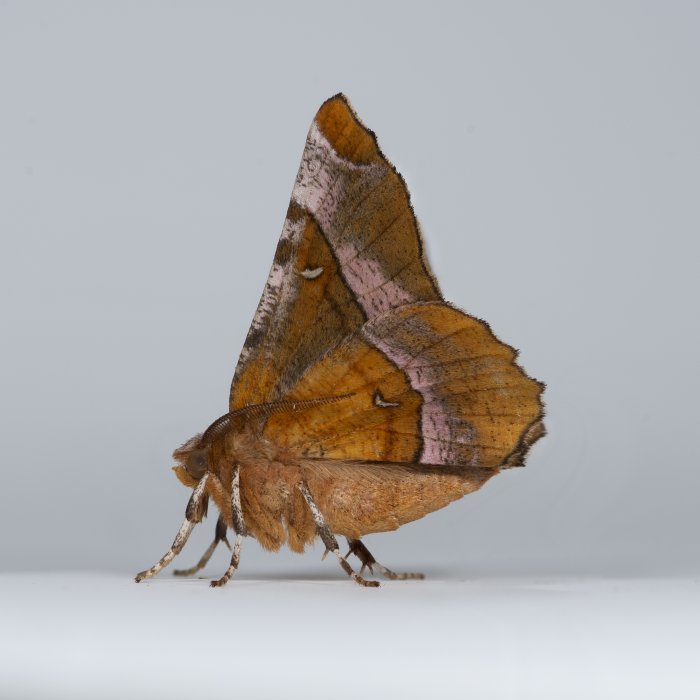 Selenia tetralunaria