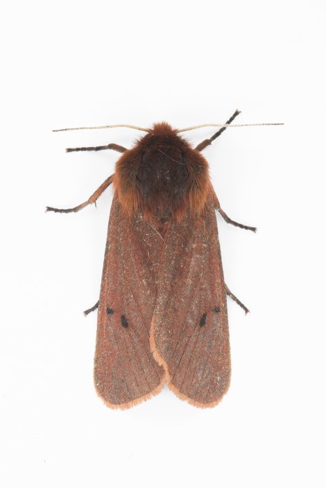 Phragmatobia fuliginosa
